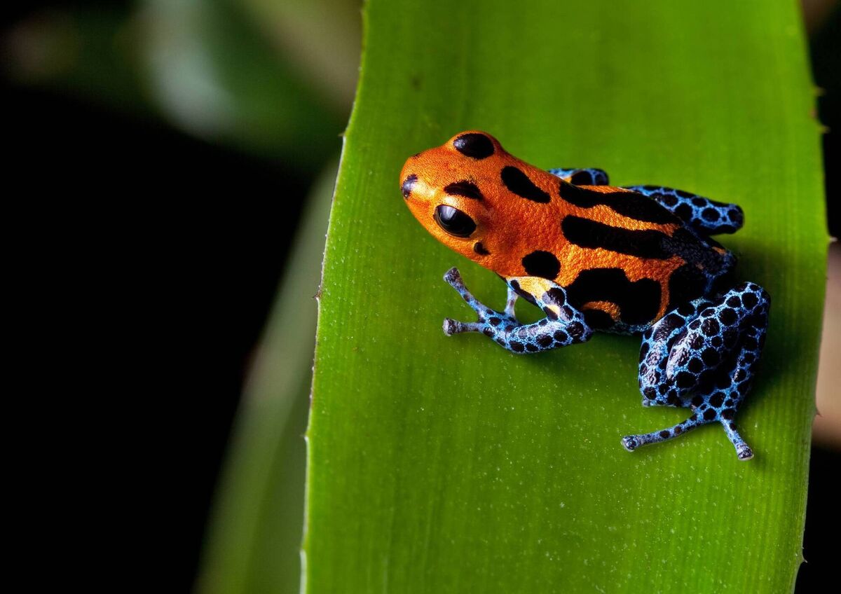 The red striped poison dart frog is tiny but deadly
