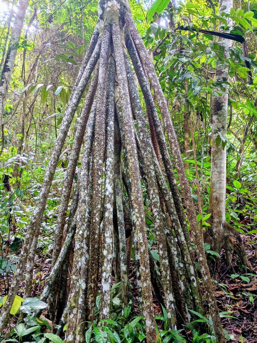 The walking tree that grows stilted roots and shifts itself towards new ground