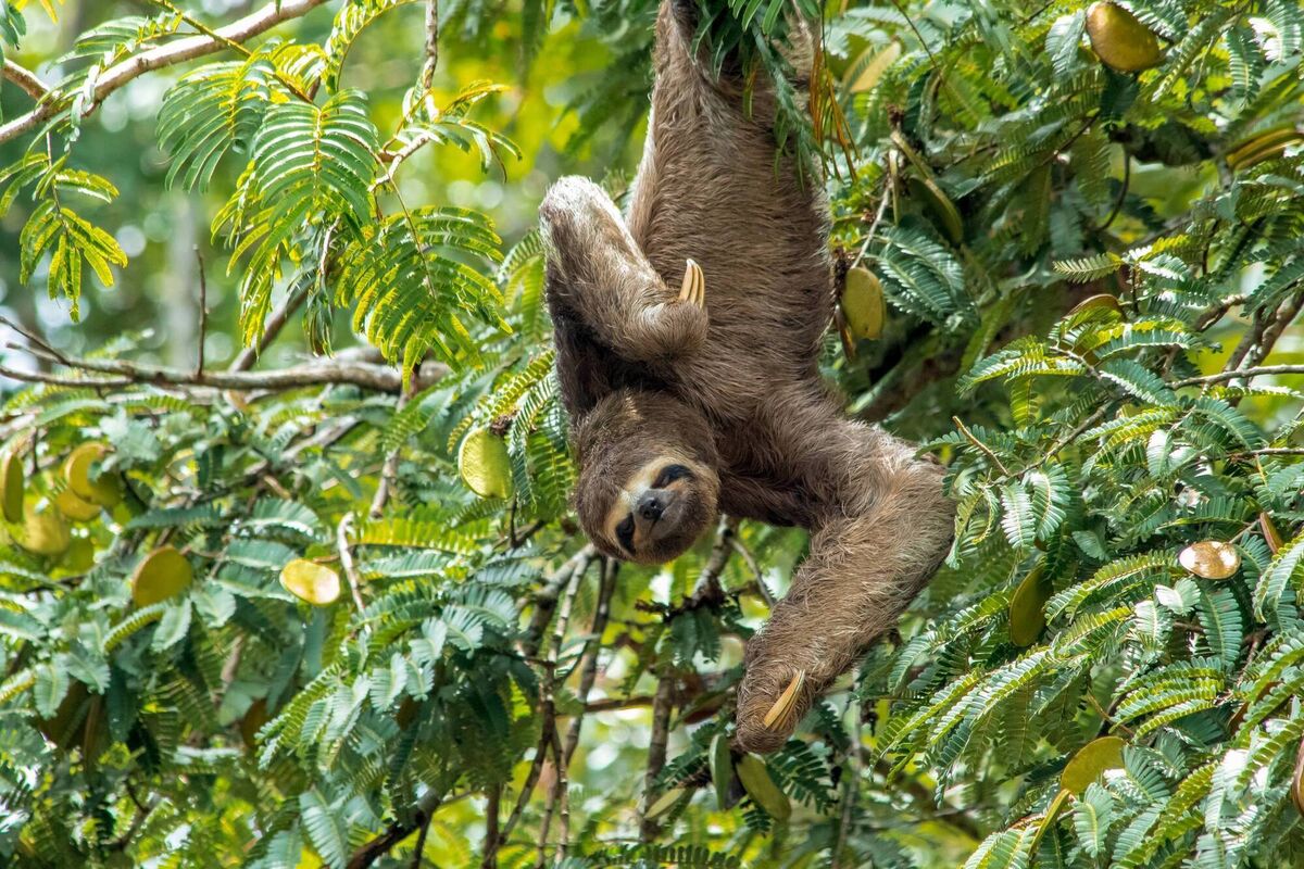 A sloth hanging upside down above the water