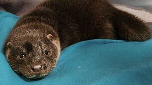<p>The otter pup rescued in Limerick after losing her mother during Storm Chandra. Picture: Kildare Wildlife Rescue</p>