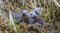 Stroudwater Canal otters