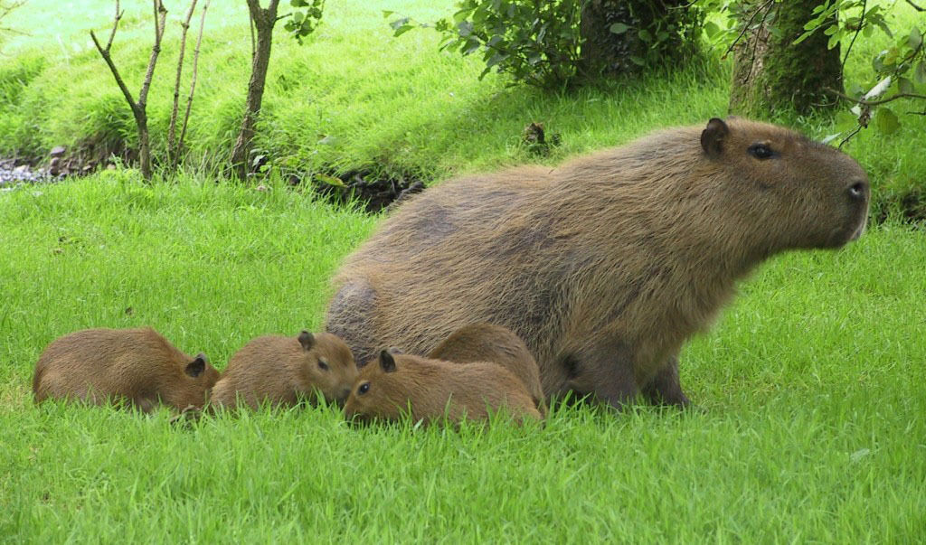 Capybaras, the world’s largest rodents, can be seen in Fota Wildlife Park.