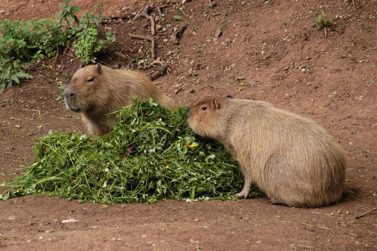 Richard Collins: "During a visit to the Amazon rainforest some years ago, the Capybaras peered at us inquisitively as we passed in our canoe. Oddly, South American crocodiles don’t eat capybaras, although jaguars do."