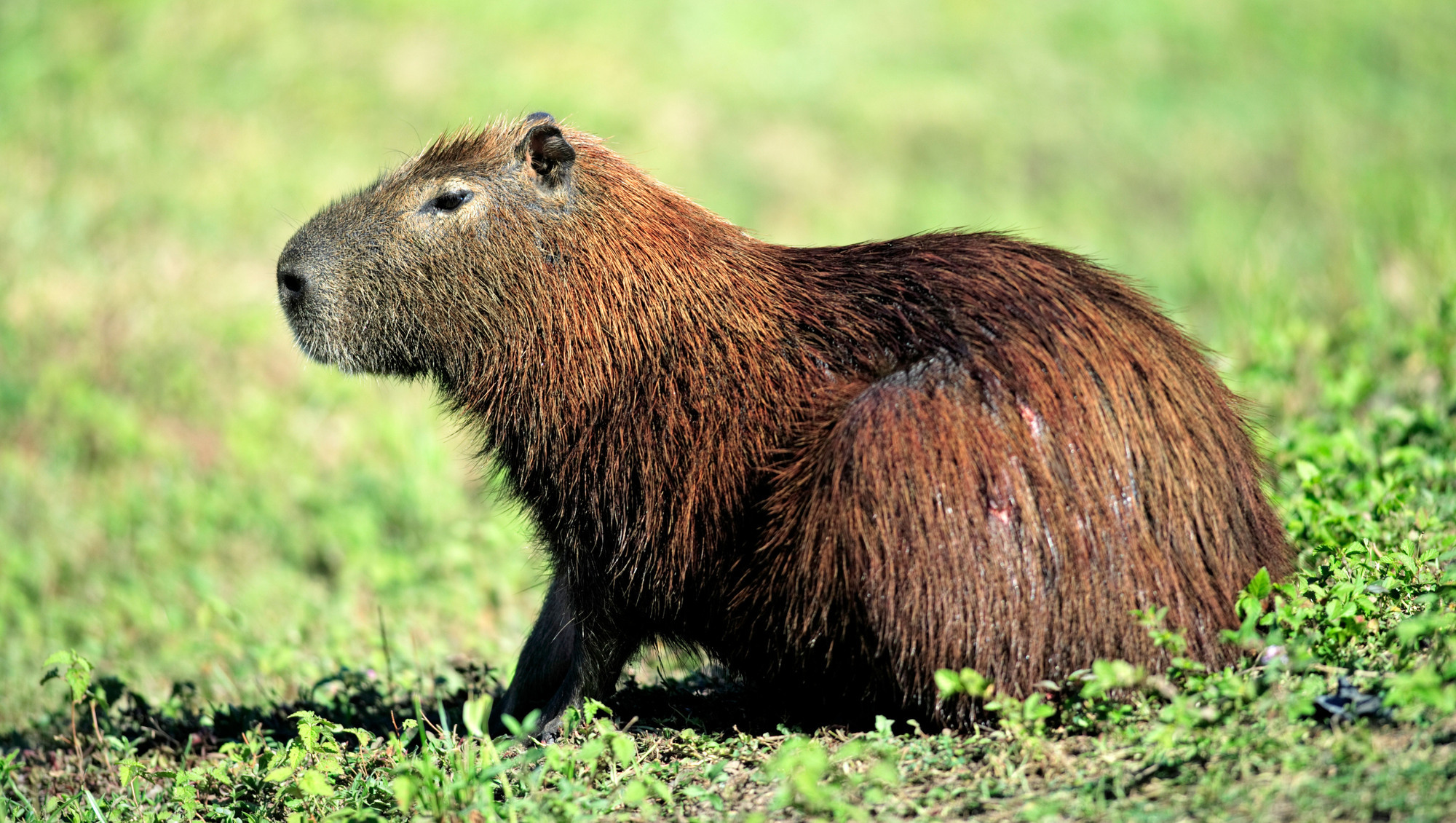 The world's largest and friendliest rodent can be visited at Fota Wildlife Park