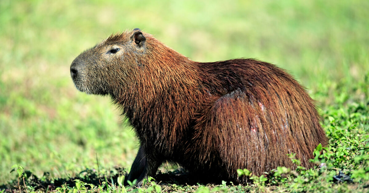 The world's largest and friendliest rodent can be visited at Fota Wildlife Park