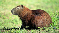 Capybara (Hydrochoerus hydrochaeris), adult, Pantanal wetland, Brazil, South America