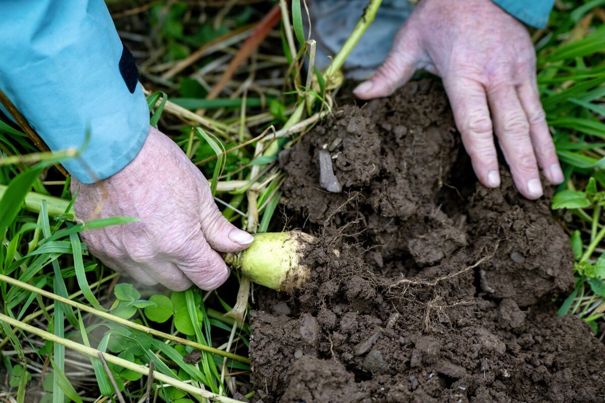 This could be an opportunity to shorten the distance between what is grown and what is eaten. Picture: Chani Anderson This could be an opportunity to shorten the distance between what is grown and what is eaten. Picture: Chani Anderson