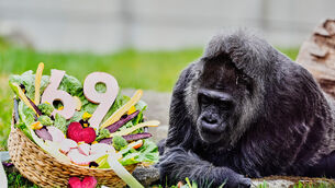 Fatou, believed to be the world’s oldest gorilla (Markus Schreiber/AP)