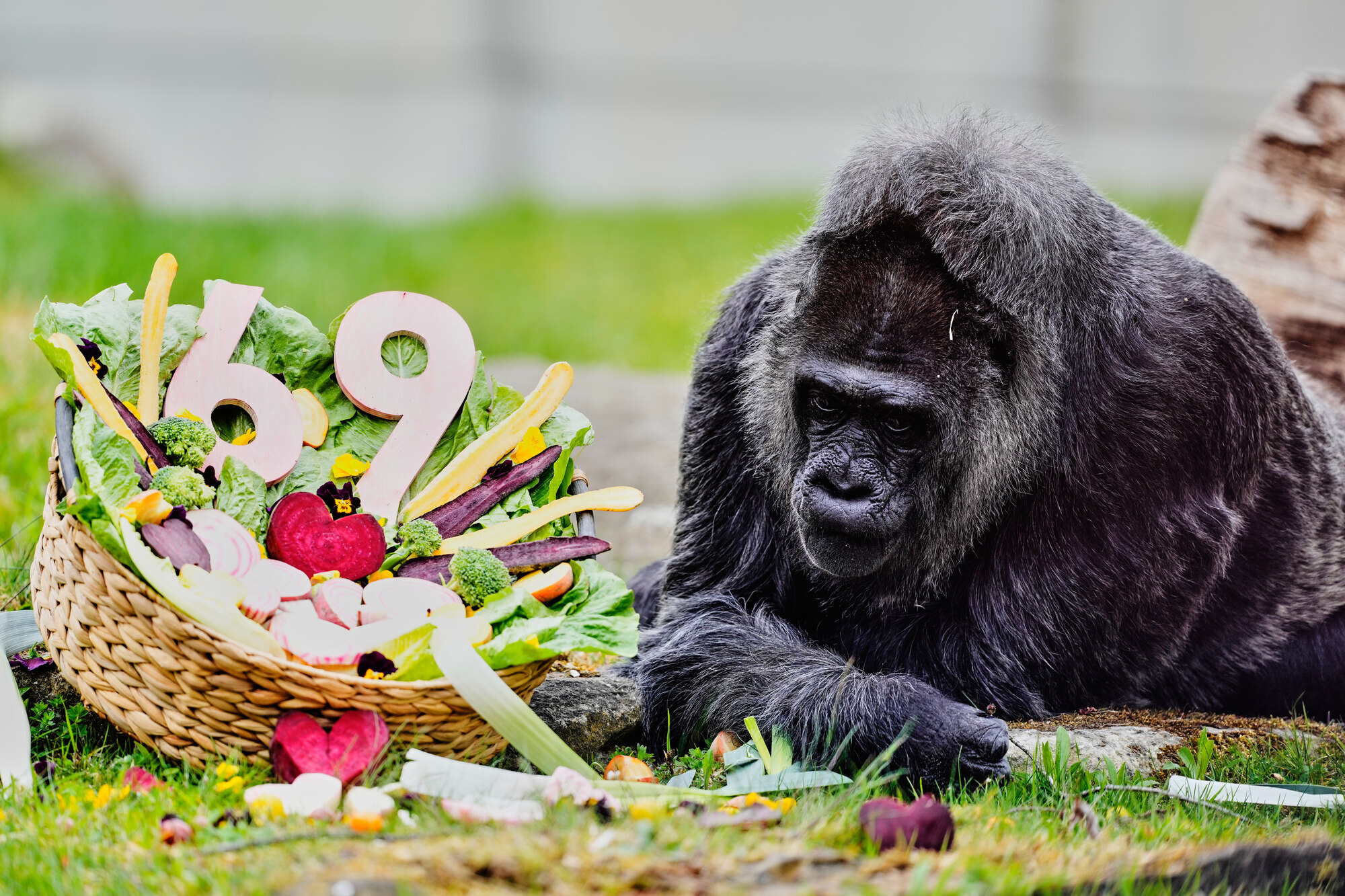 Apey birthday to Fatou, the world’s oldest gorilla turns 69