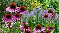 Beautiful purple and orange echinacea flowers