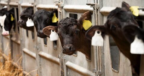 Get more heifers in-calf, earlier — with synchronisation and fixed time AI