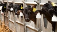 Get more heifers in-calf, earlier — with synchronisation and fixed time AI