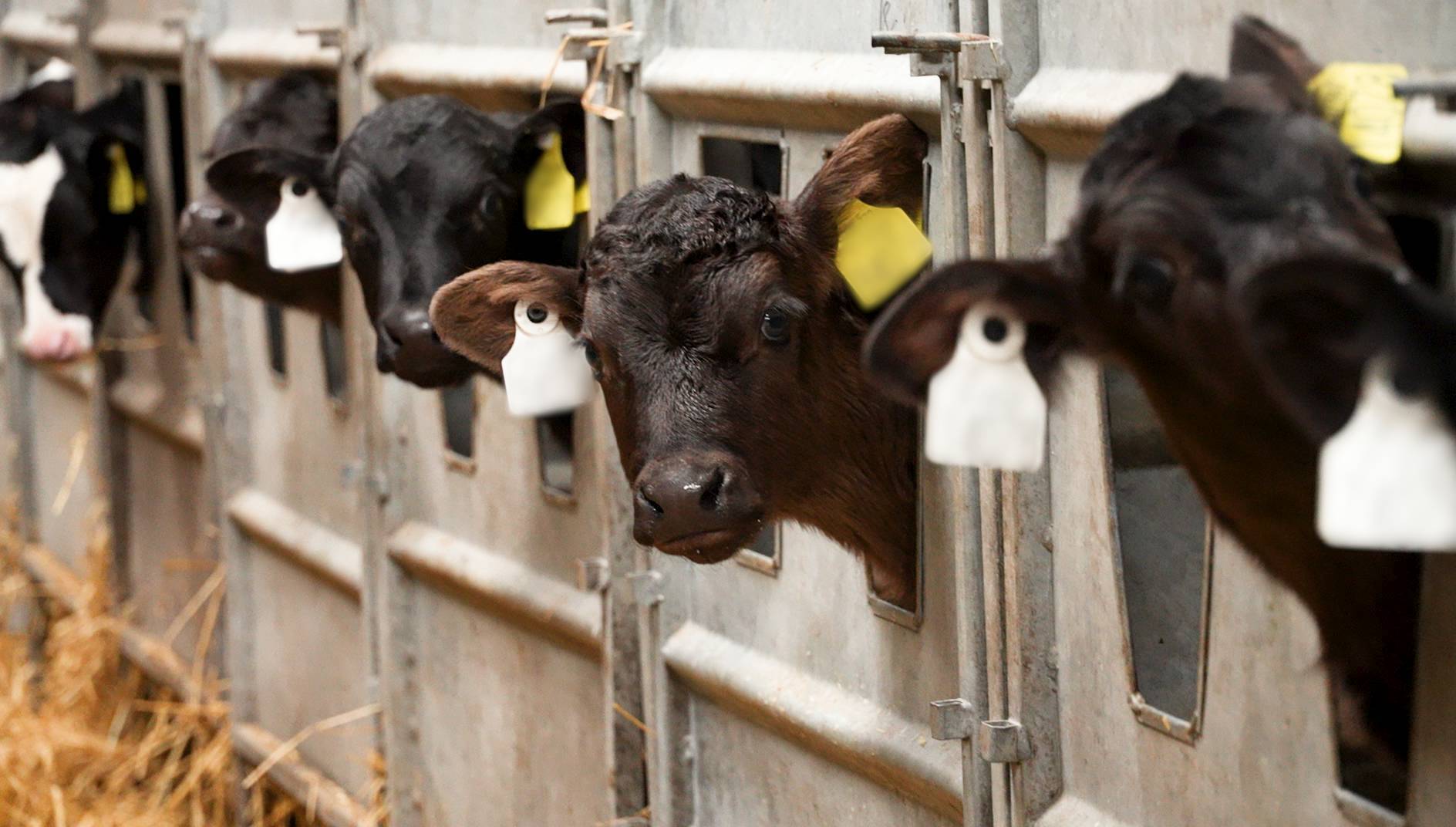Synchronisation can transform breeding, creating predictability and producing earlier-born calves