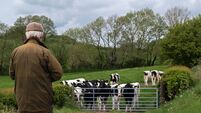Senior man watching a herd of cattle