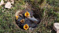 Deep cup birds nest of the robin with hatchlings newly hatched nestlings crying for food
