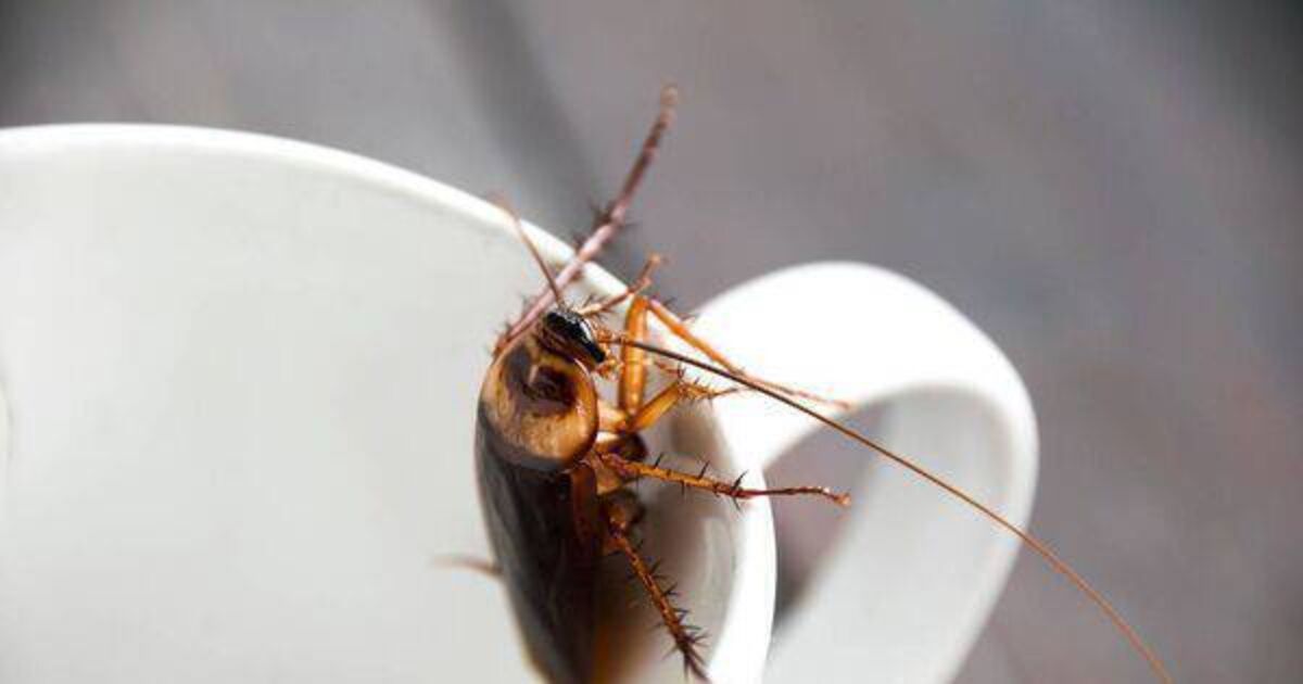 Cockroaches and rodent activity: 14 enforcement orders on food businesses in March