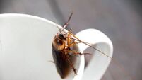 Close up cockroach in mouth white cup