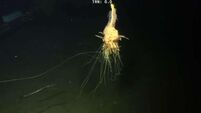 VIDEO: Bizarre ‘spaghetti monster’ discovered 4000 feet under water