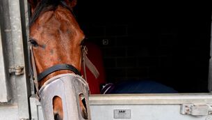 <p>READY TO ROAR: The Lion In Winter will be expected to make a successful return to action in the listed Heritage Stakes on Student Day in Leopardstown. Pic: Healy Racing.</p> <p>READY TO ROAR: The Lion In Winter will be expected to make a successful return to action in the listed Heritage Stakes on Student Day in Leopardstown. Pic: Healy Racing.</p>