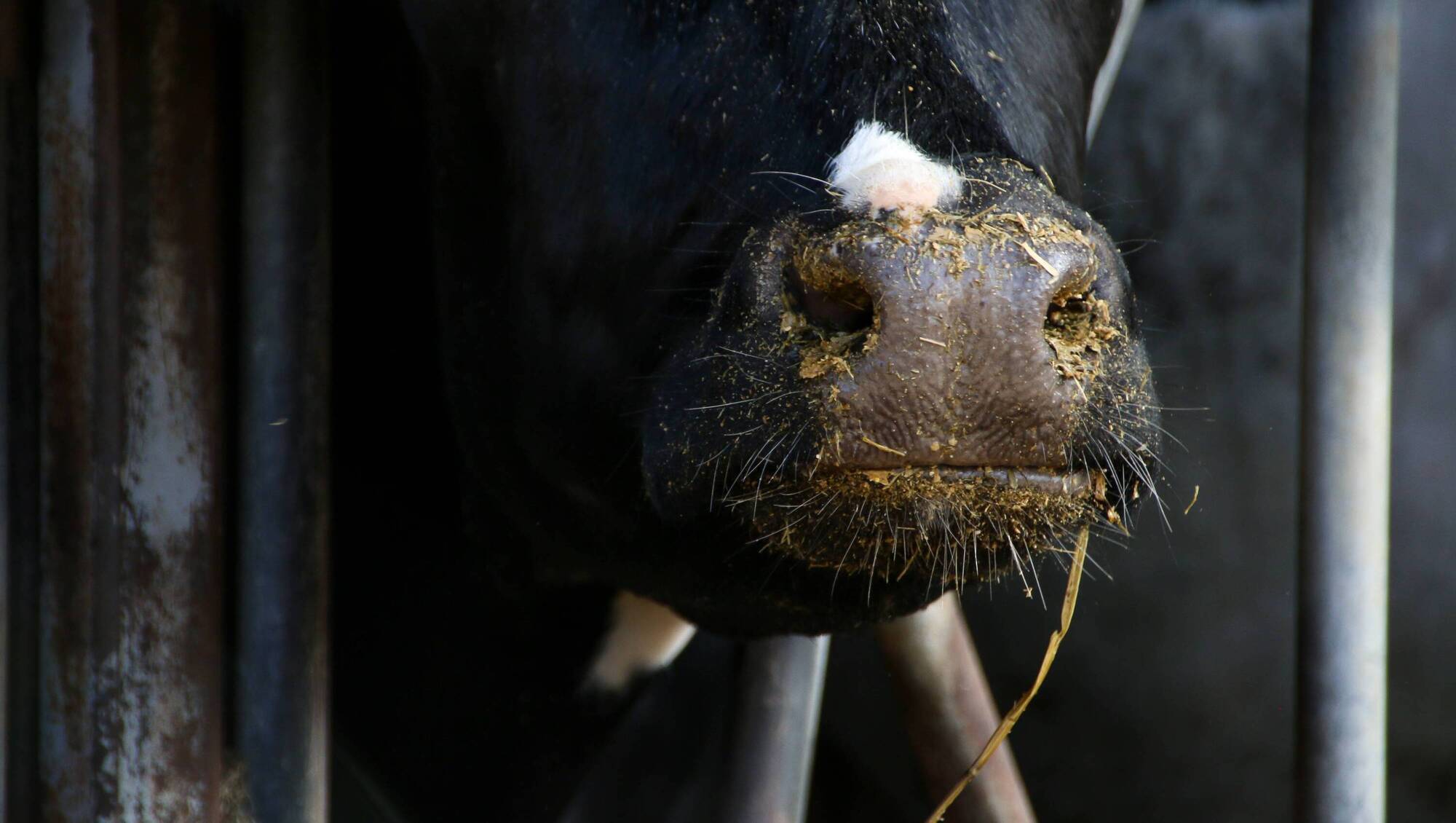 Department confirms atypical BSE case