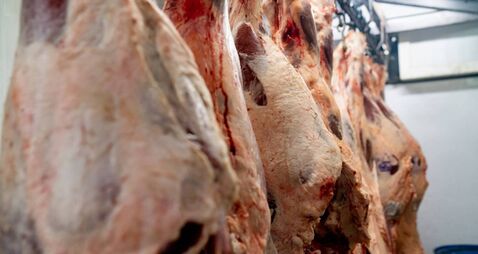 Close up shot of raw meat hanging on hooks at a slaughterhouse
