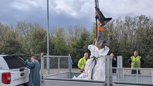 <p>Greenland Shark Picture: National Museum of Ireland via Facebook</p>