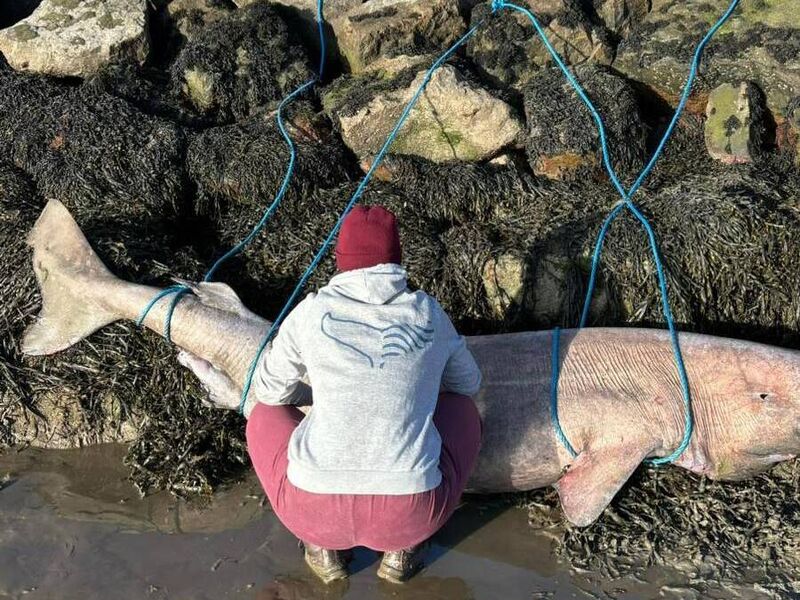 Greenland Shark Picture: Irish Whale and Dolphin Group via Facebook