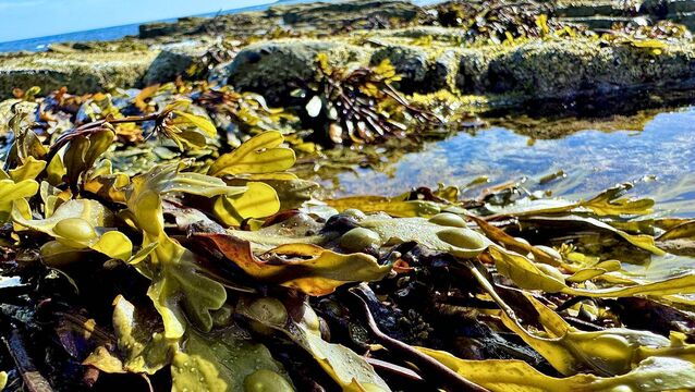 <p>Around 40,000 tonnes of seaweed is harvested here each year, with over 95% naturally grown, according to Bord Bia. Picture: iStock</p>