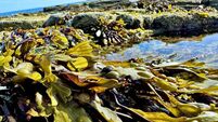 Seaweed surrounding a tidal pool at Amble in Northumberland