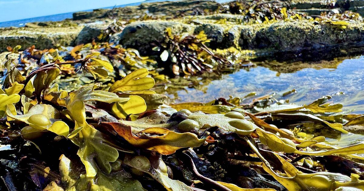 Growing benefits: Developing a sustainable seaweed industry 