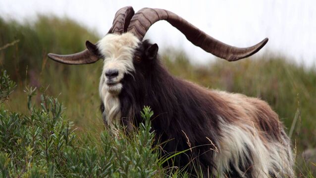 <p>Despite its neglect, the Old Irish Goat survives in the wild near Mulranny, the Hill of Howth, and elsewhere around Ireland. Picture: Seán Carolan</p>