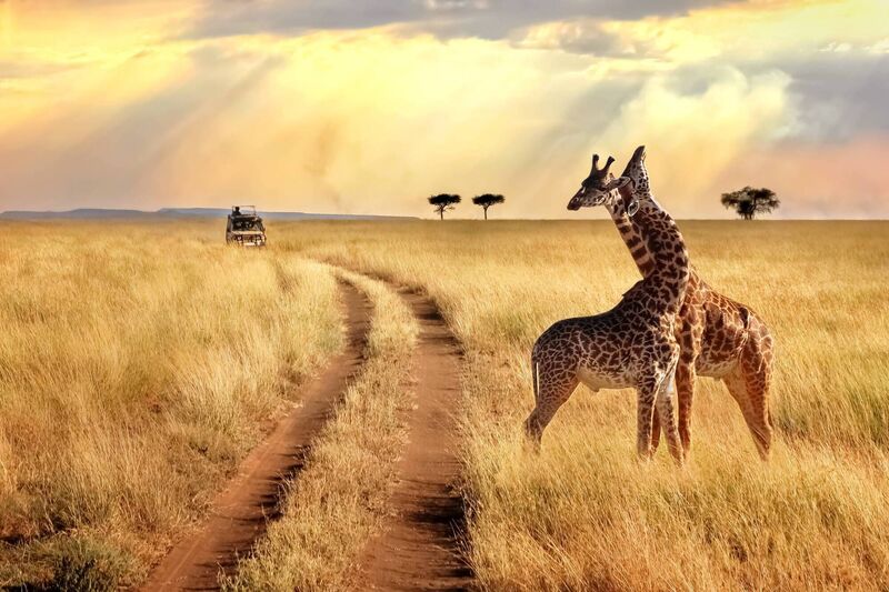  Starting and finishing in Nairobi, the safari runs weekly and can be combined with a beach stay in Zanzibar or along the Mombasa coast.