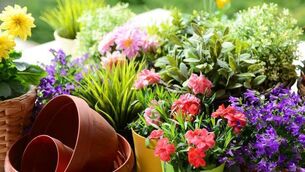 <p>Mallow Flower &amp; Garden Club are hosting a spring demonstration by Eileen O’Brien (Aoifa) on April 21 at Mallow College of Further Education at 7pm. Picture: iStock</p>