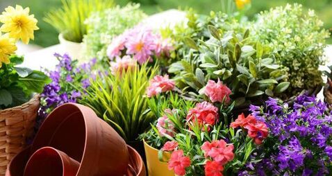 flowers in the garden