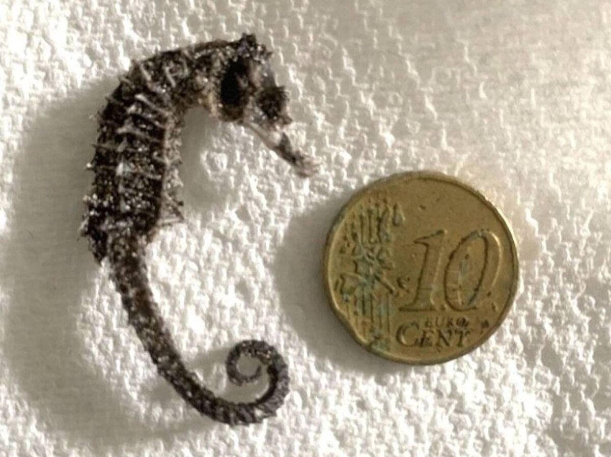 Rita Mahon found this long-snouted seahorse on Ballynamona Strand in Cork.