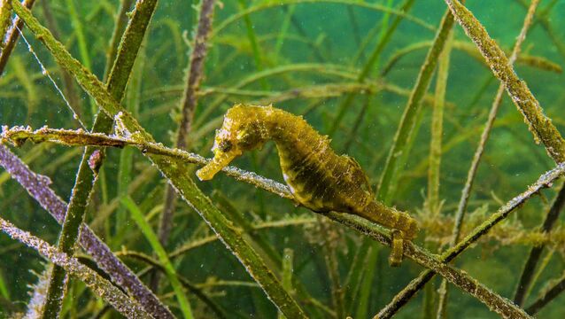 <p>A short-snouted seahorse (Hippocampus hippocampus) in the thickets of sea grass in the Black Sea in Odessa Bay. There have been only seven records of the short-snouted seahorse here, the earliest from 1837 and the latest dates to 1956.	<span class="contextmenu emphasis CaptionCredit">Picture: iStock</span>
            </p>