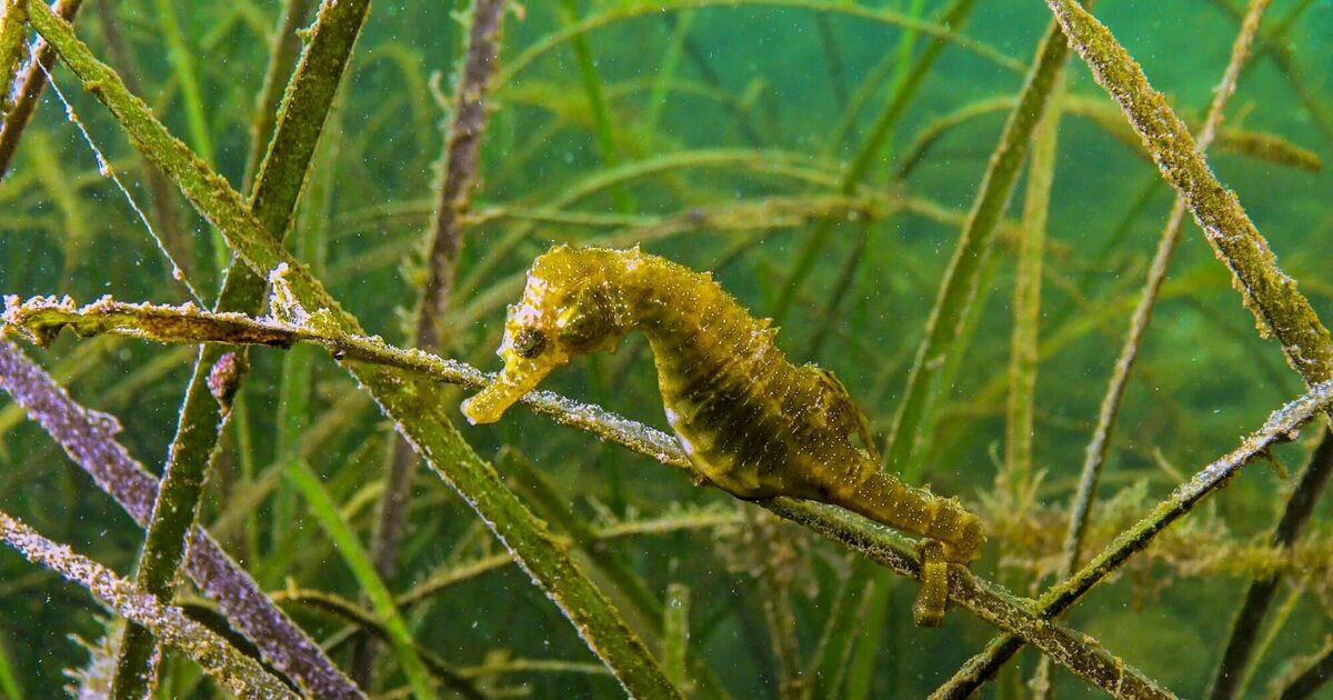Anja Murray: Ireland’s seahorses and the seagrass meadows they call home