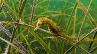 Short-snouted seahorse (Hippocampus hippocampus) in the thickets of sea grass Zostera. Black Sea. Odessa bay.