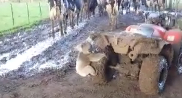 VIDEO: Woman has the bejesus scared out of her after being chased by a koala