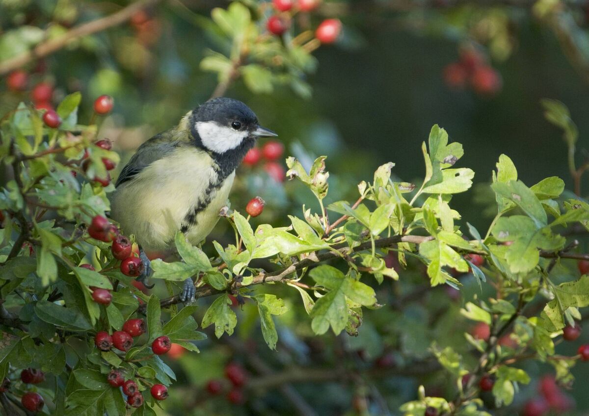 A great tit (Parus major) perched in a hawthorn hedge. 