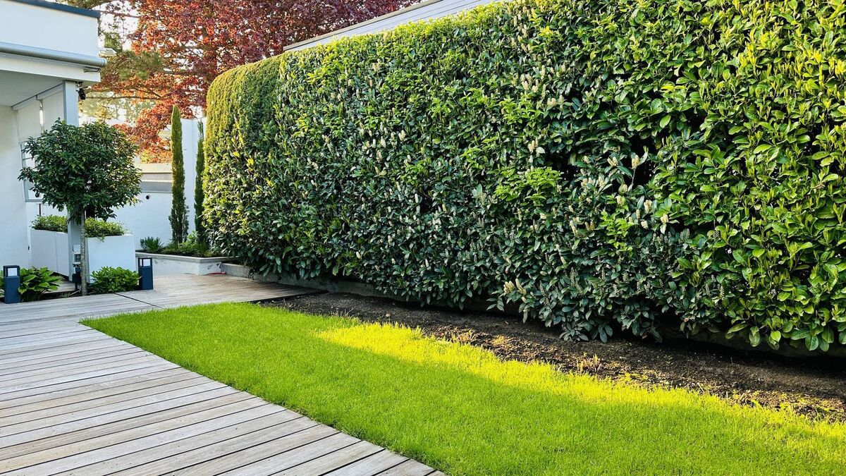 Evergreens are classic screening/hedging options. 