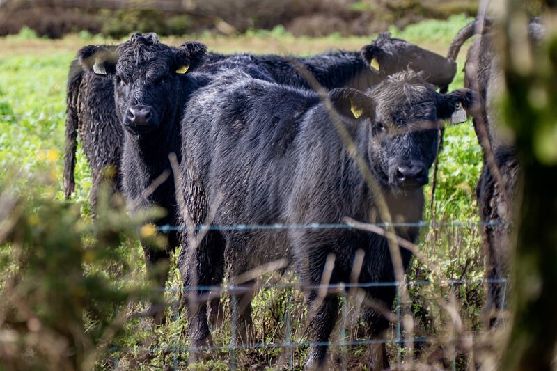 Calves on Kay O’Sullivan's organic farm, Glynn Farm, near Mallow. Picture: Chani Anderson