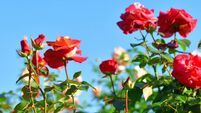 Rose Flowers Against Blue Sky