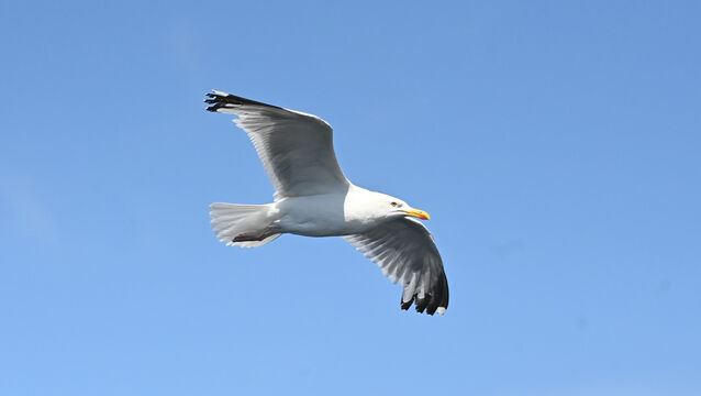 <p>Angry gulls have swooped in recent weeks on occupants of vehicles in the multi-storey carpark at Galway Clinic as they emerged from their vehicles. Picture: Larry Cummins Irish Examiner</p>