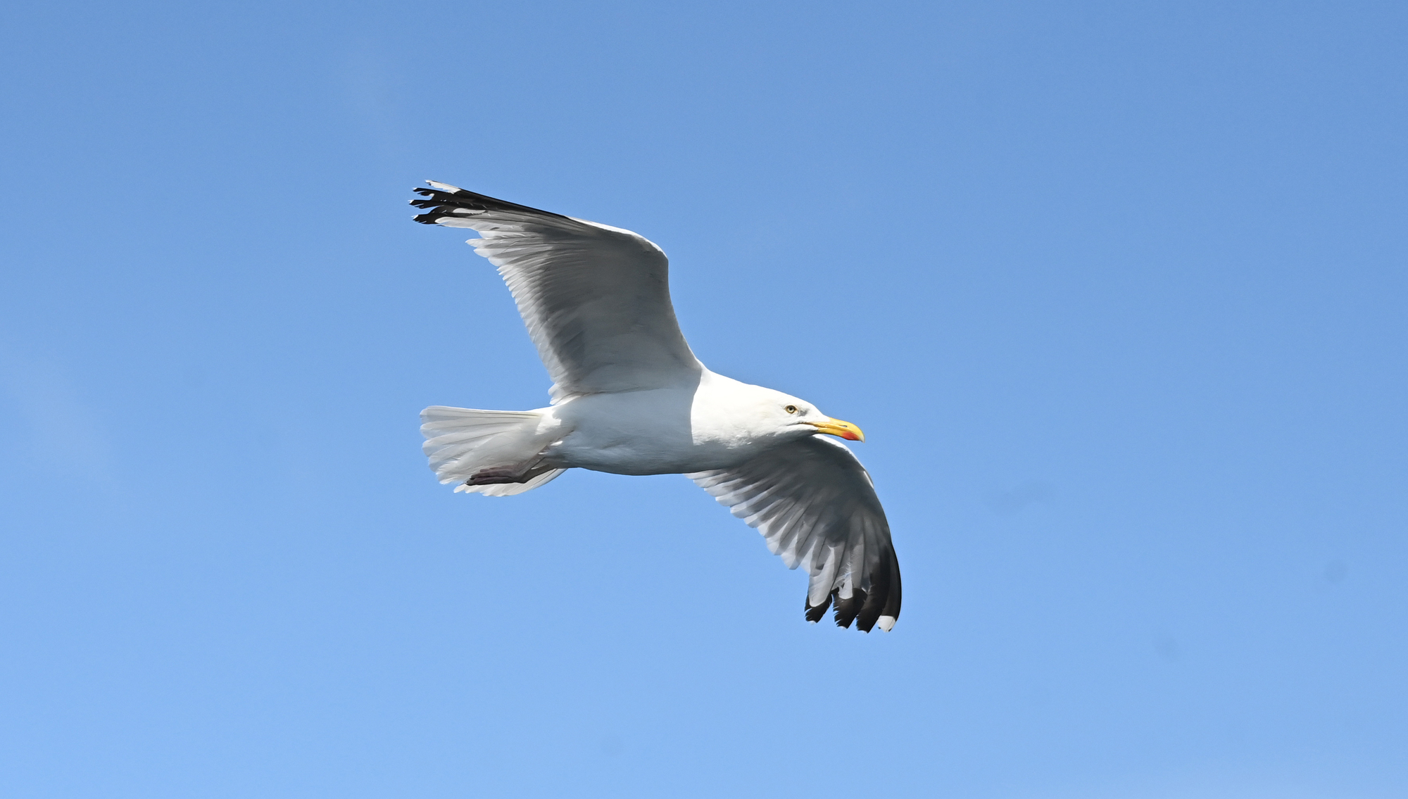 Patients in a Galway hospital terrorised by 'scary' seagull attacks
