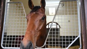 <p>POINT TO PROVE: Pierre Bonnard's Epsom credentials took a hit after he was beaten into seventh place as a hot favourite for his reappearance at Leopardstown earlier this month. 	Picture: Healy Racing</p>