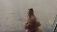 VIDEO: Golden retriever puppy is adorably confused by the rain