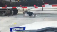 WATCH: Lunatic daredevil repeatedly rolls under moving train