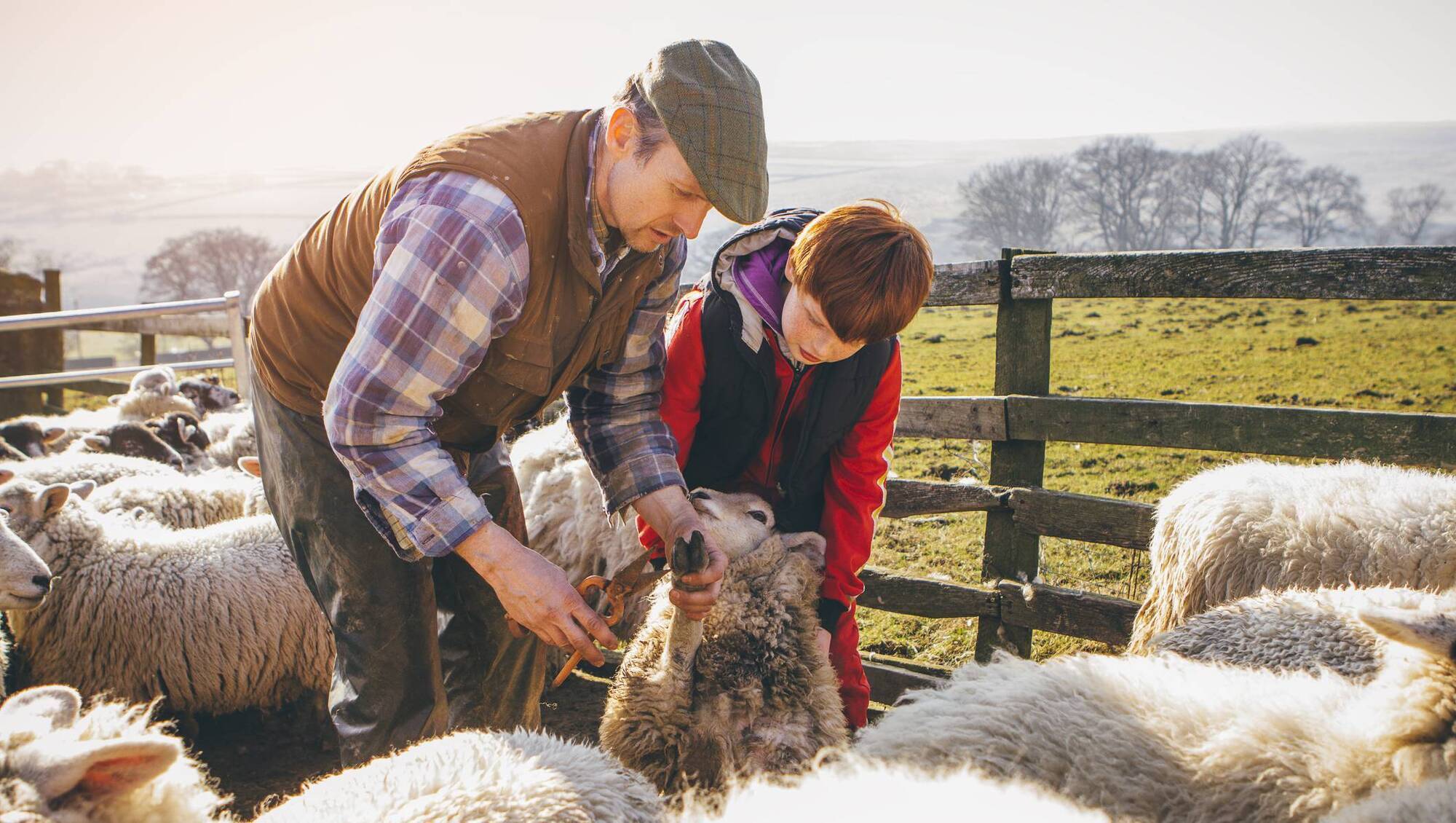 Succession ‘urgent challenge’ looming in Ireland’s agri sector