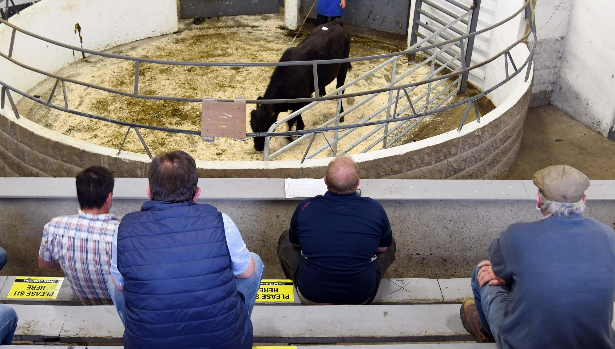 Chaos in marts as ‘shambolic’ TB rules implemented